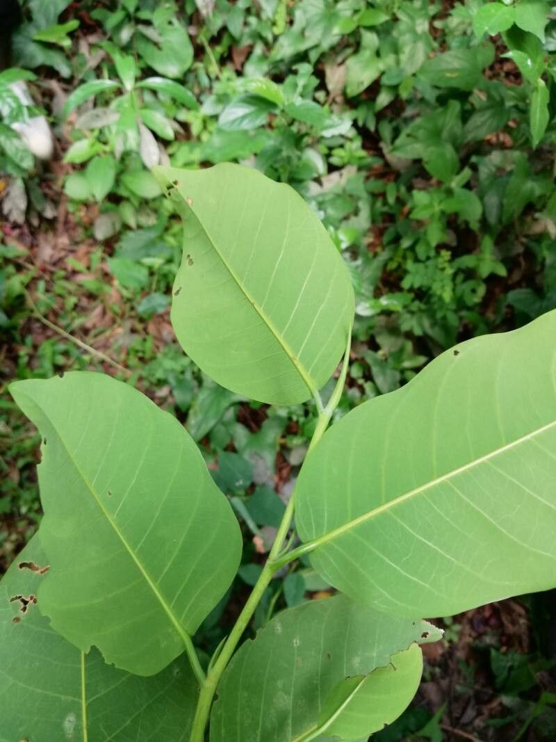 Irvingia smithii — houseplant care guide