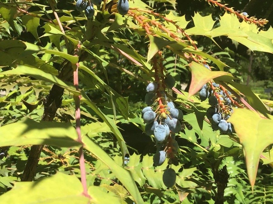 Berberis nepalensis fruit