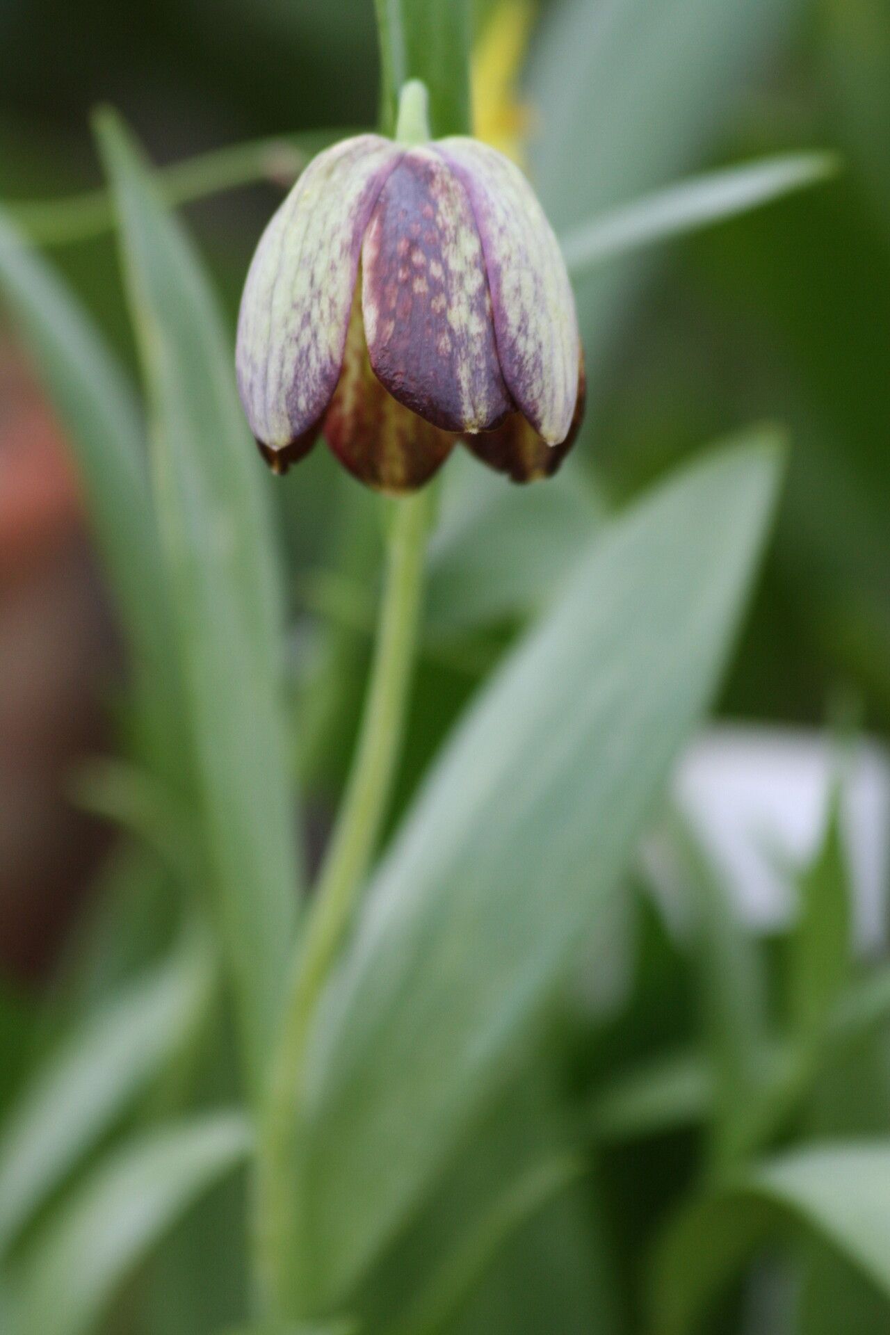 Fritillaria amana flower