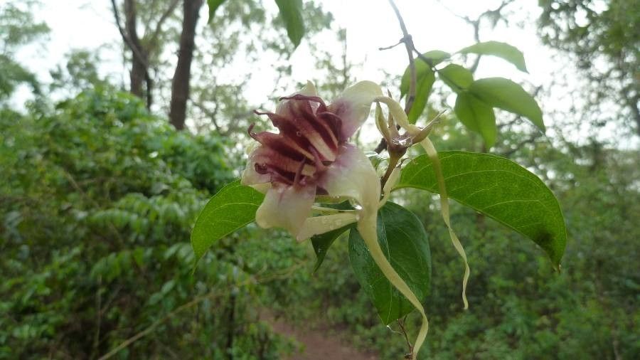 Strophanthus sarmentosus flower