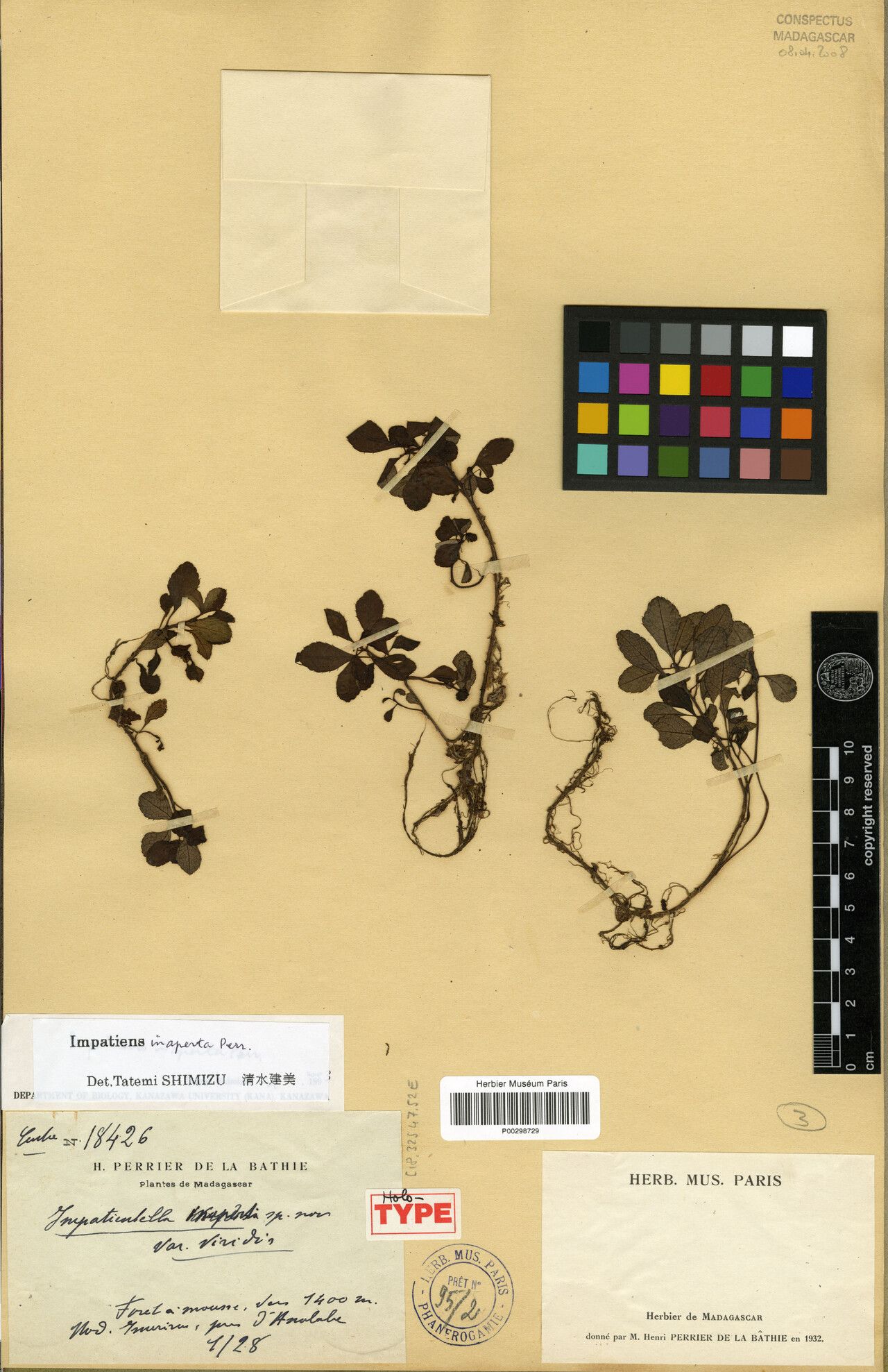 Impatiens inaperta — houseplant care guide