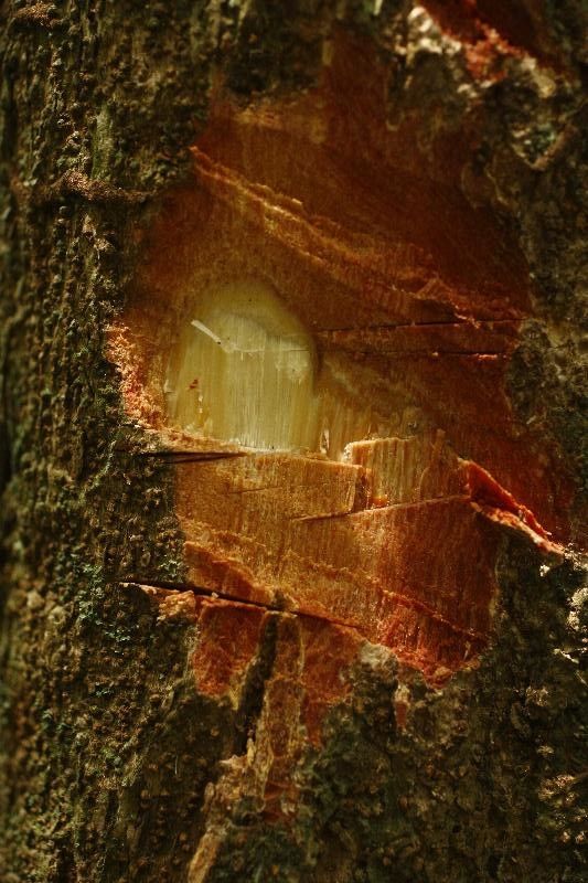 Protium sagotianum other