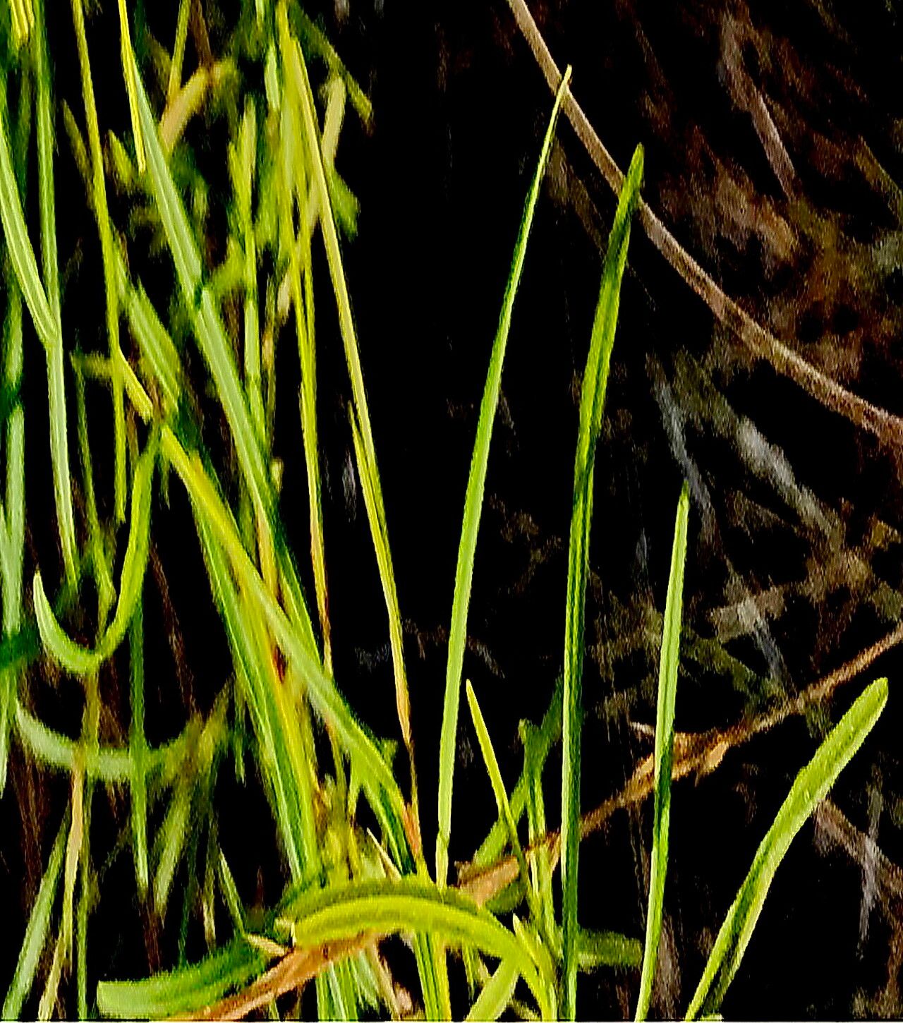 Asimina angustifolia