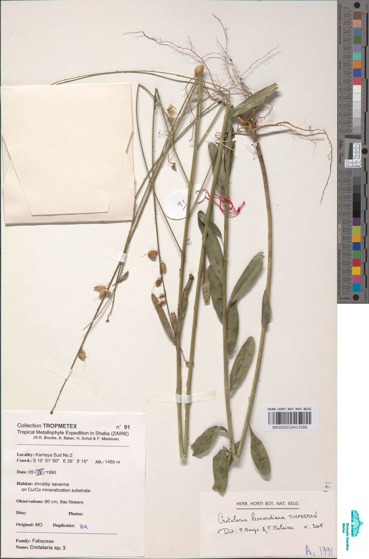 Crotalaria leonardiana — houseplant care guide