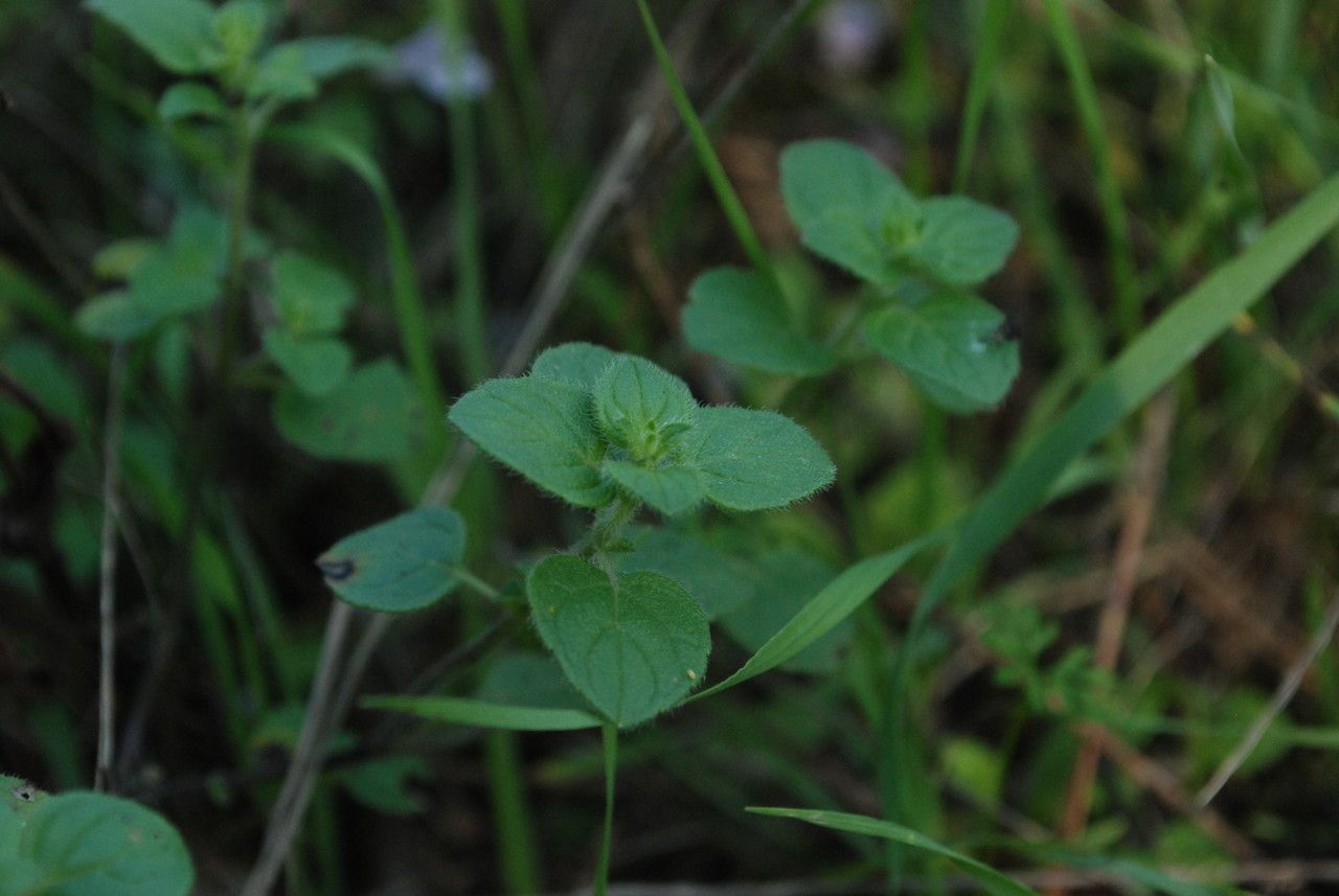 Clinopodium ascendens — search result for 'United Kingdom'