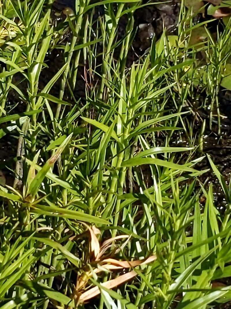 Dulichium arundinaceum leaf