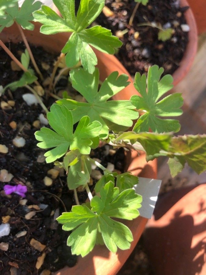Geranium gracile — houseplant care guide