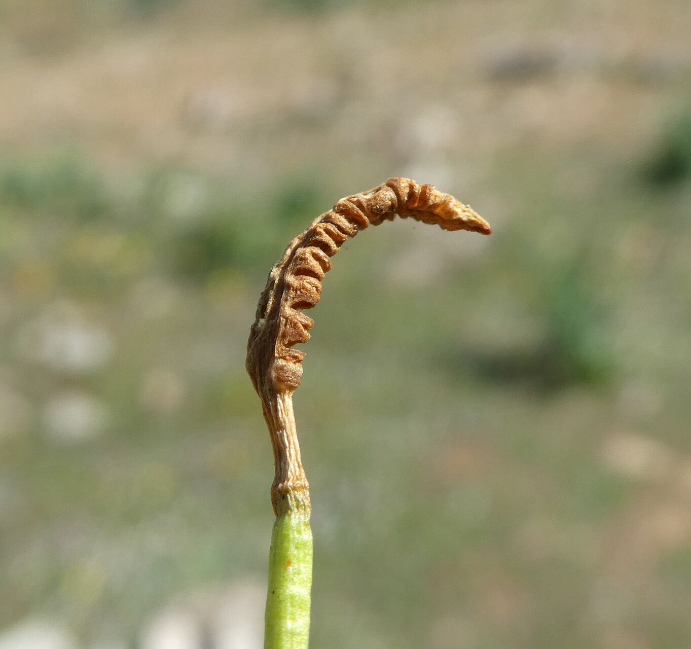 Ophioglossum lusitanicum fruit