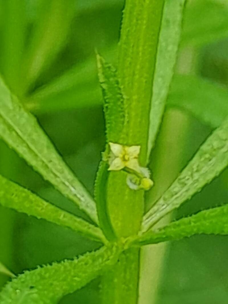 Galium spurium flower