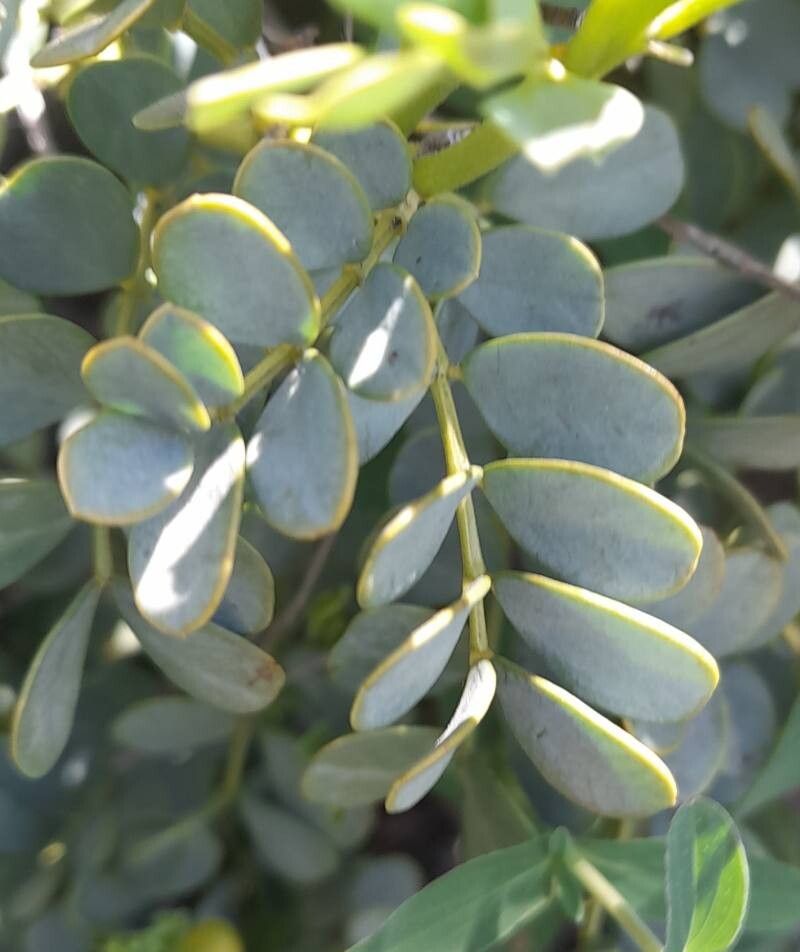 Senna arnottiana — search result for 'Senna'