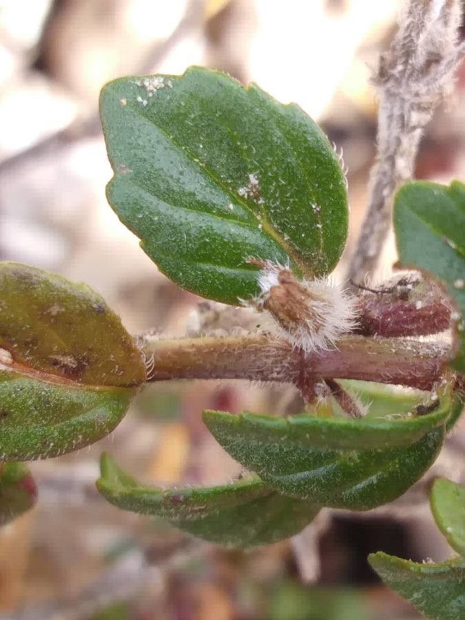 Clinopodium alpinum leaf