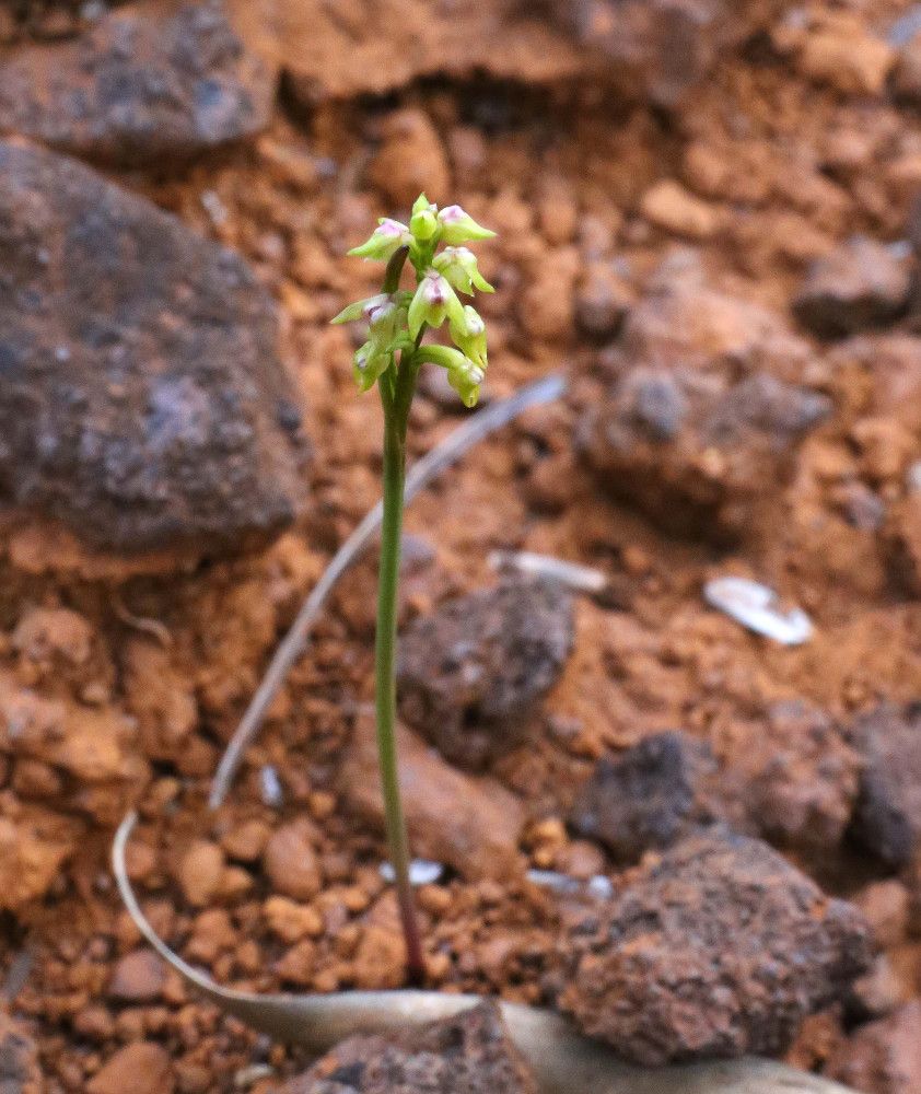Genoplesium calopterum habit