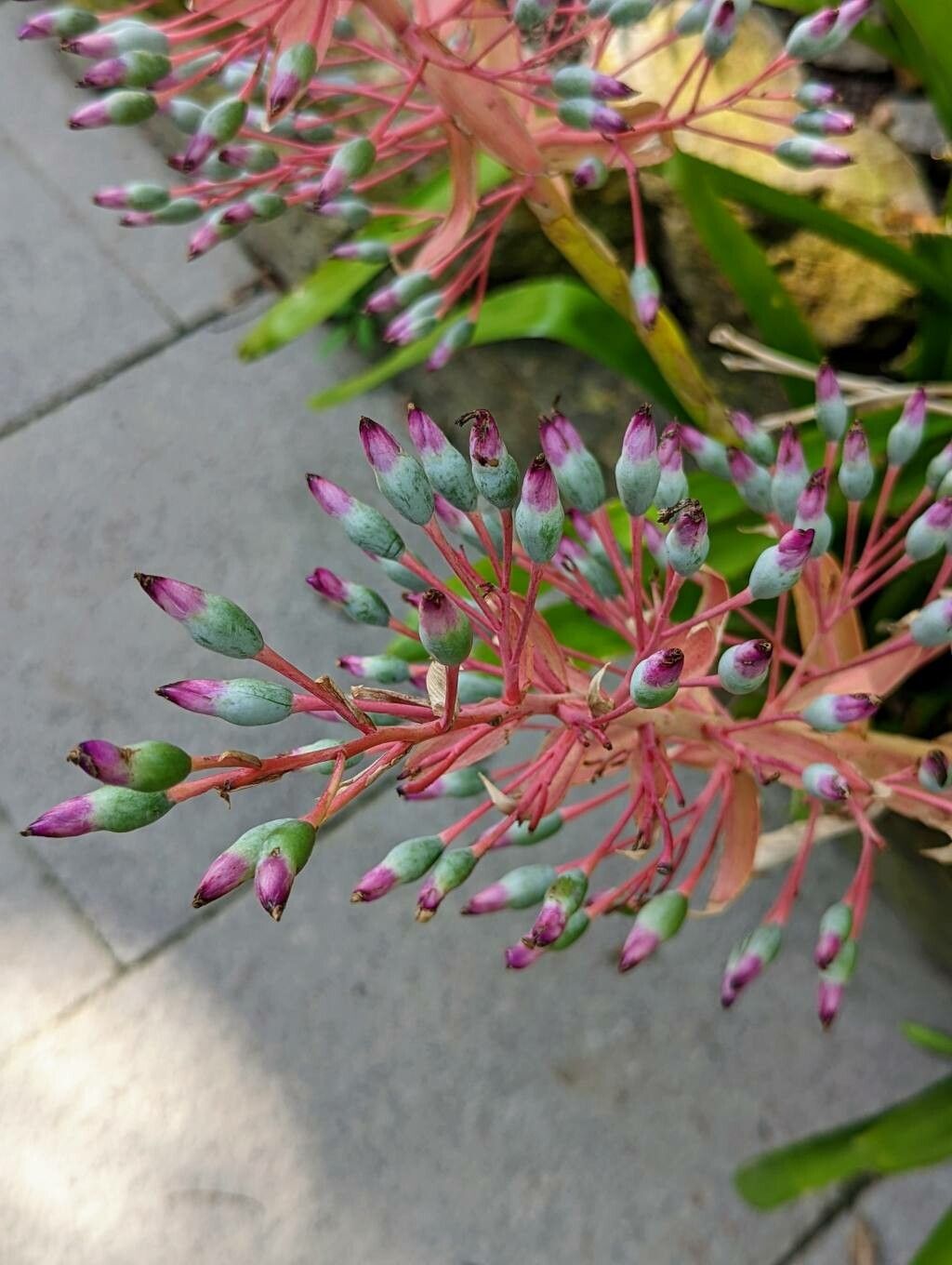 Portea petropolitana flower
