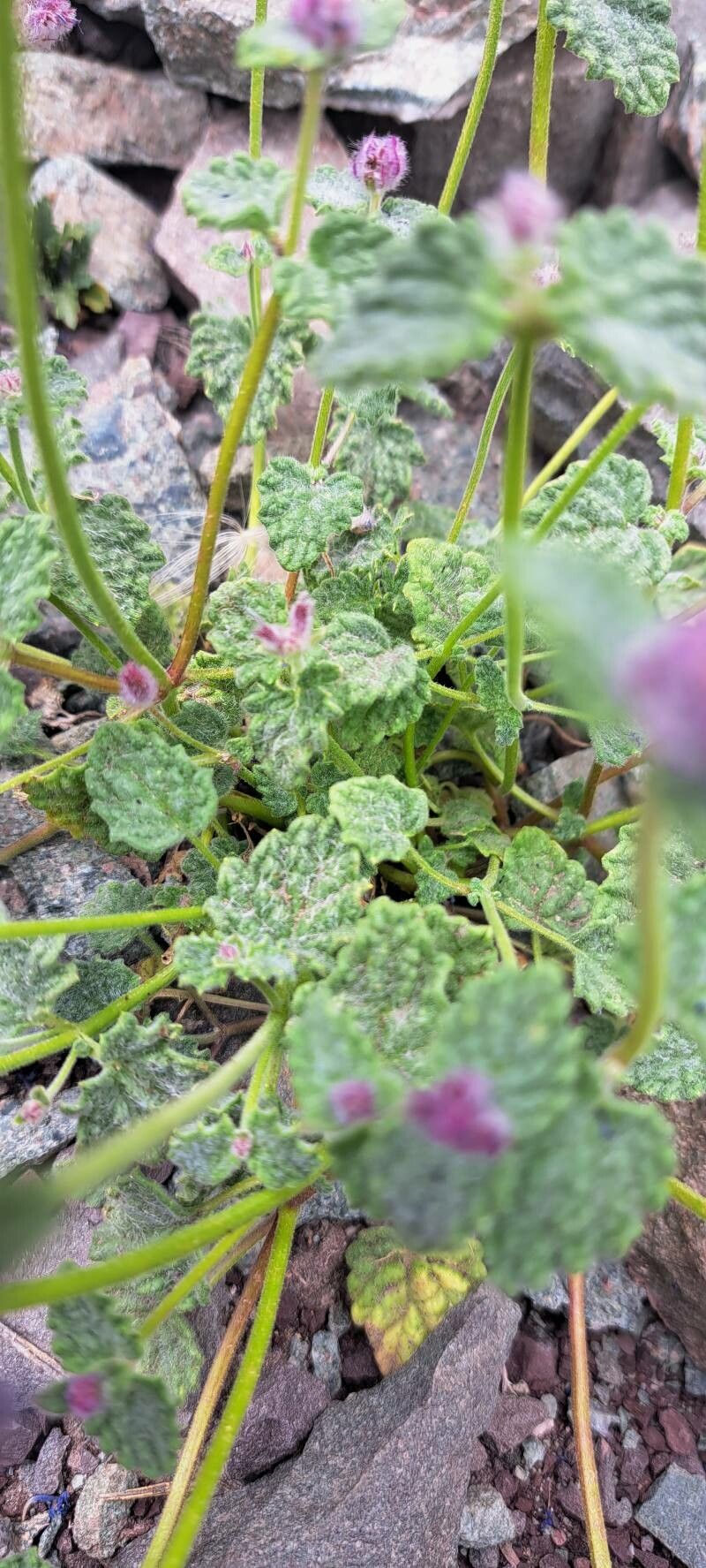 Nepeta ciliaris — search result for 'Nepeta'