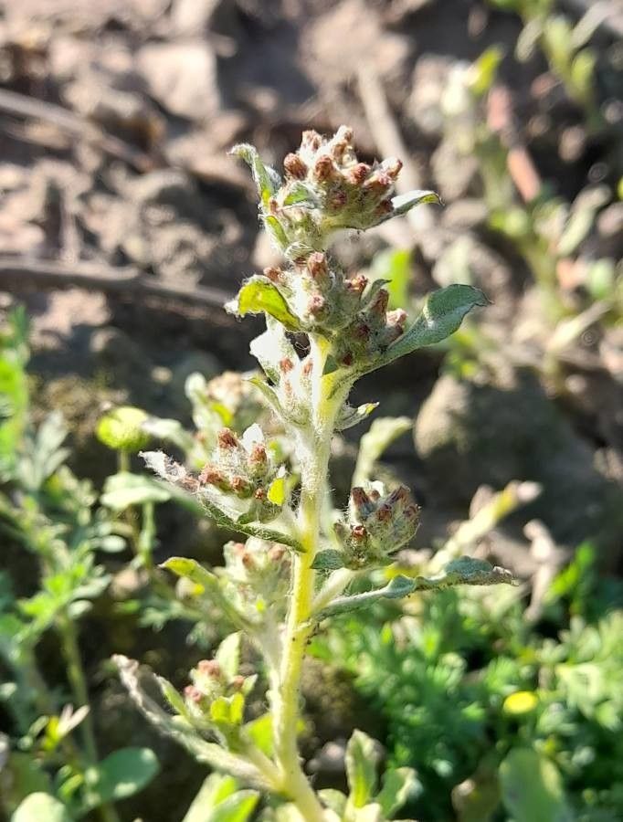 Gnaphalium pensylvanicum flower