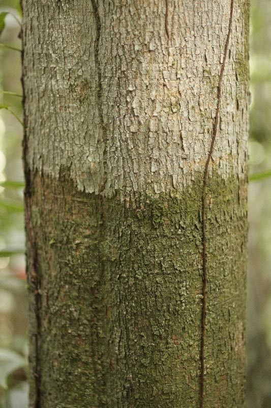 Moronobea coccinea bark