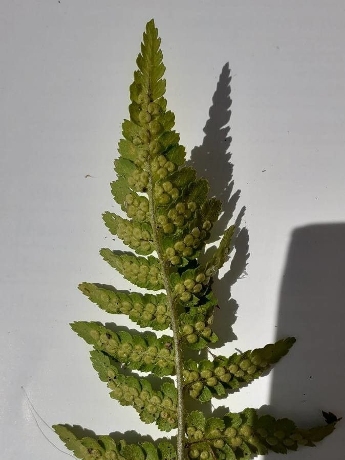 Dryopteris tyrrhena leaf