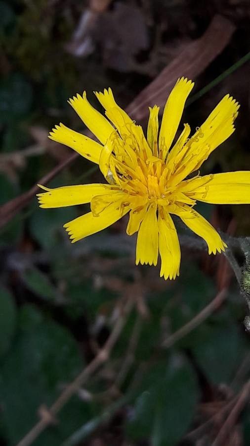 Hieracium vulgatum flower
