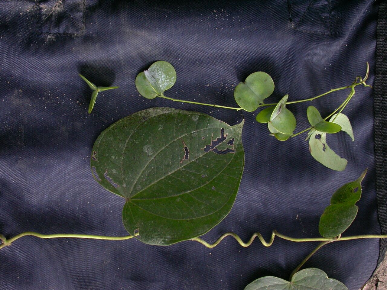 Dioscorea pubera — search result for 'Dioscorea'