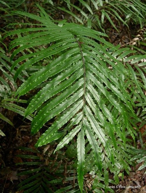 Blechnum corbassonii — houseplant care guide