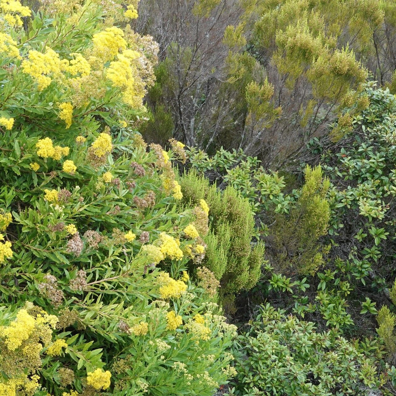 Hubertia humblotii habit