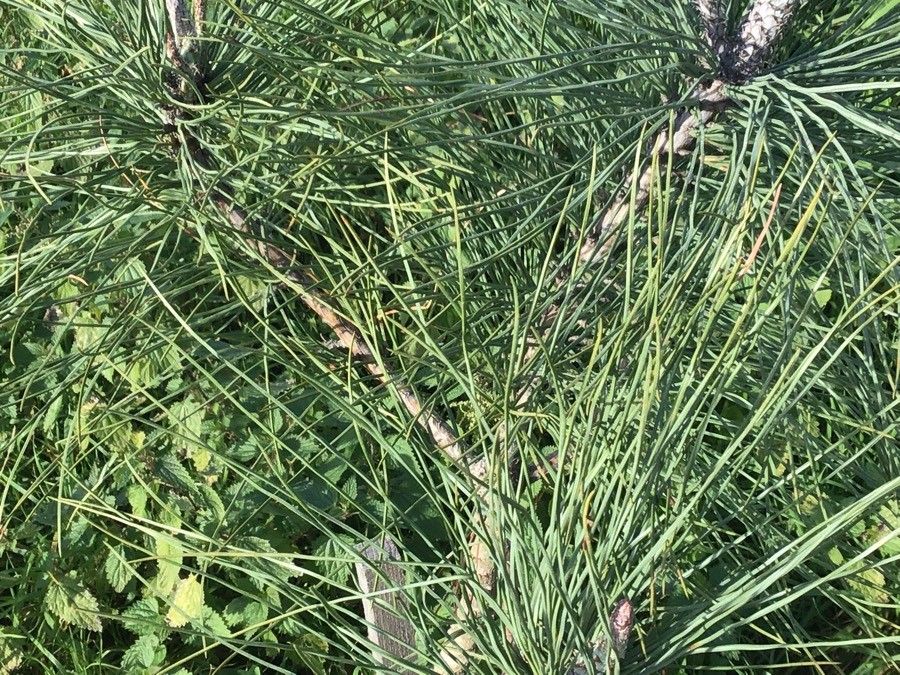 Pinus torreyana — search result for 'Pinus'