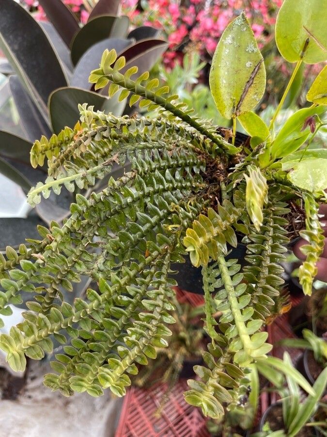 Dichaea neglecta leaf