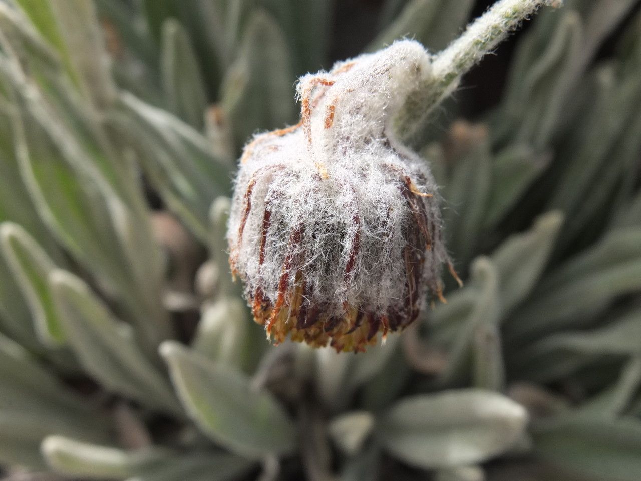Senecio candollii flower