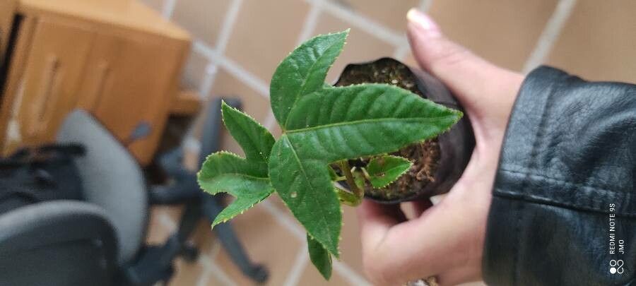 Passiflora tripartita — search result for 'Passiflora'