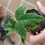 Passiflora tripartita