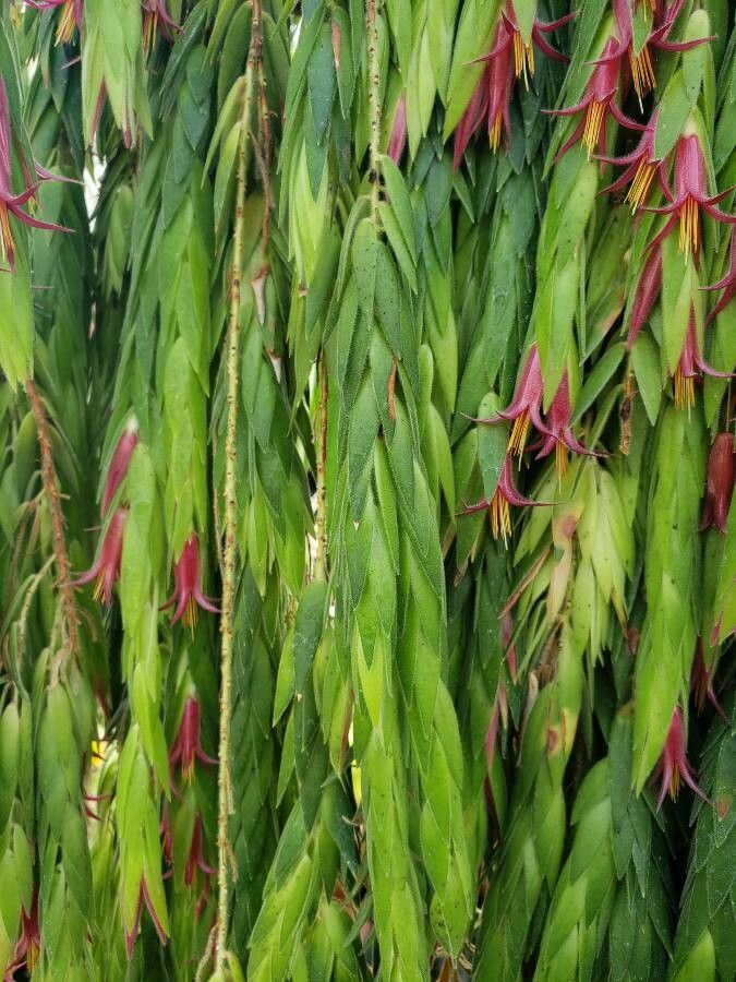 Ceratostema rauhii leaf