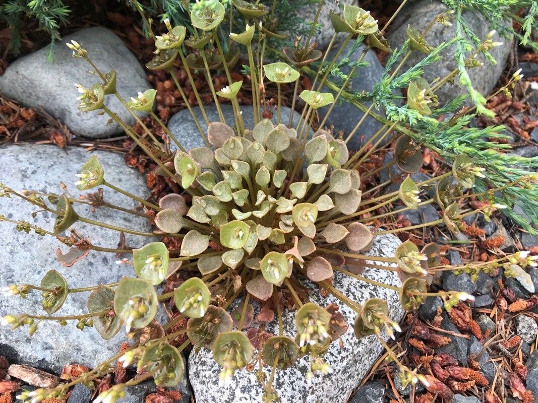 Claytonia rubra flower