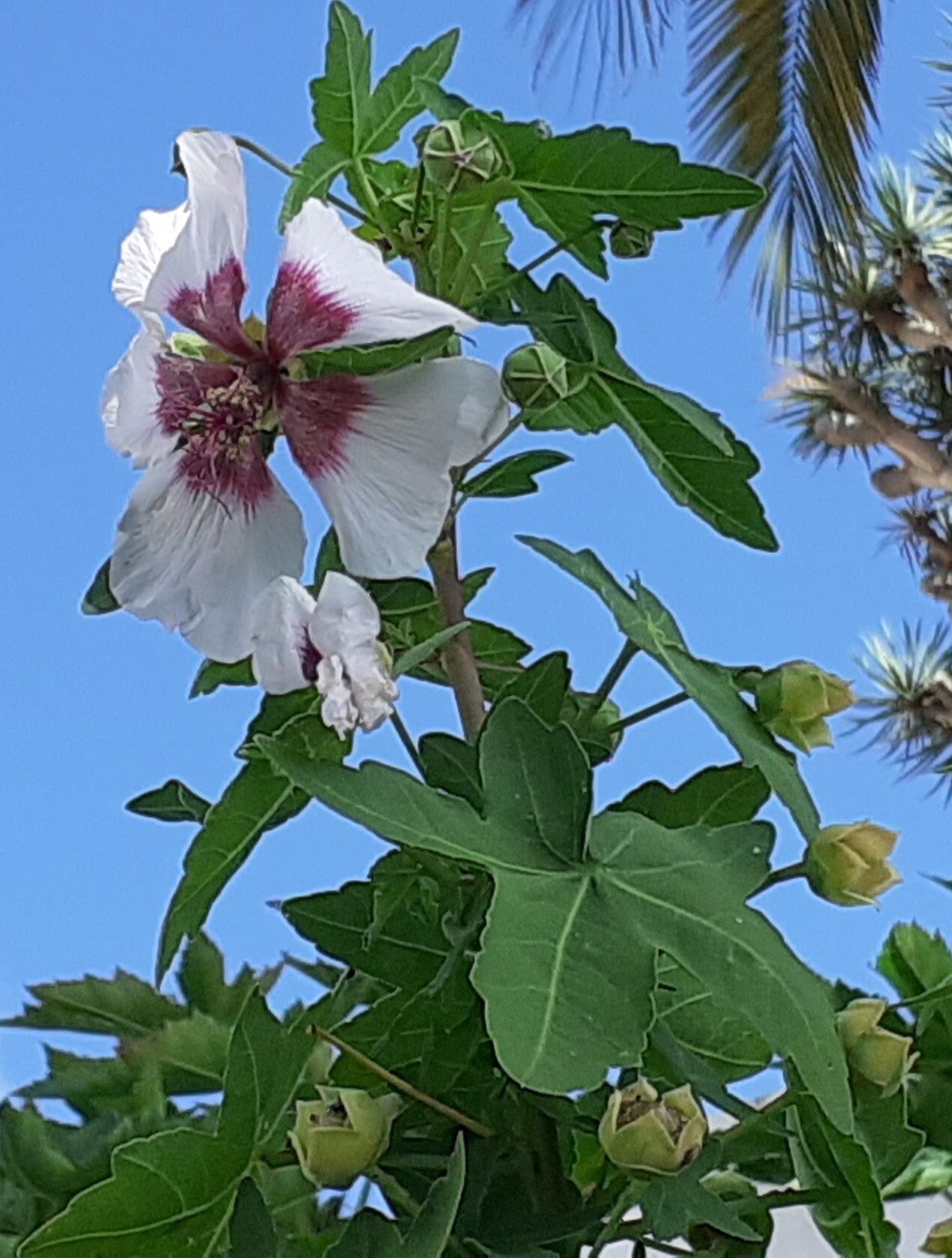 Lavatera acerifolia flower