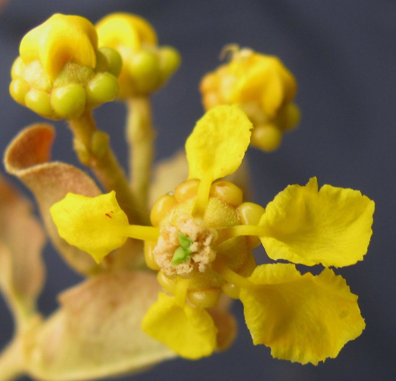 Tetrapterys skutchii fruit