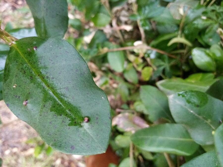 Myrceugenia exsucca leaf