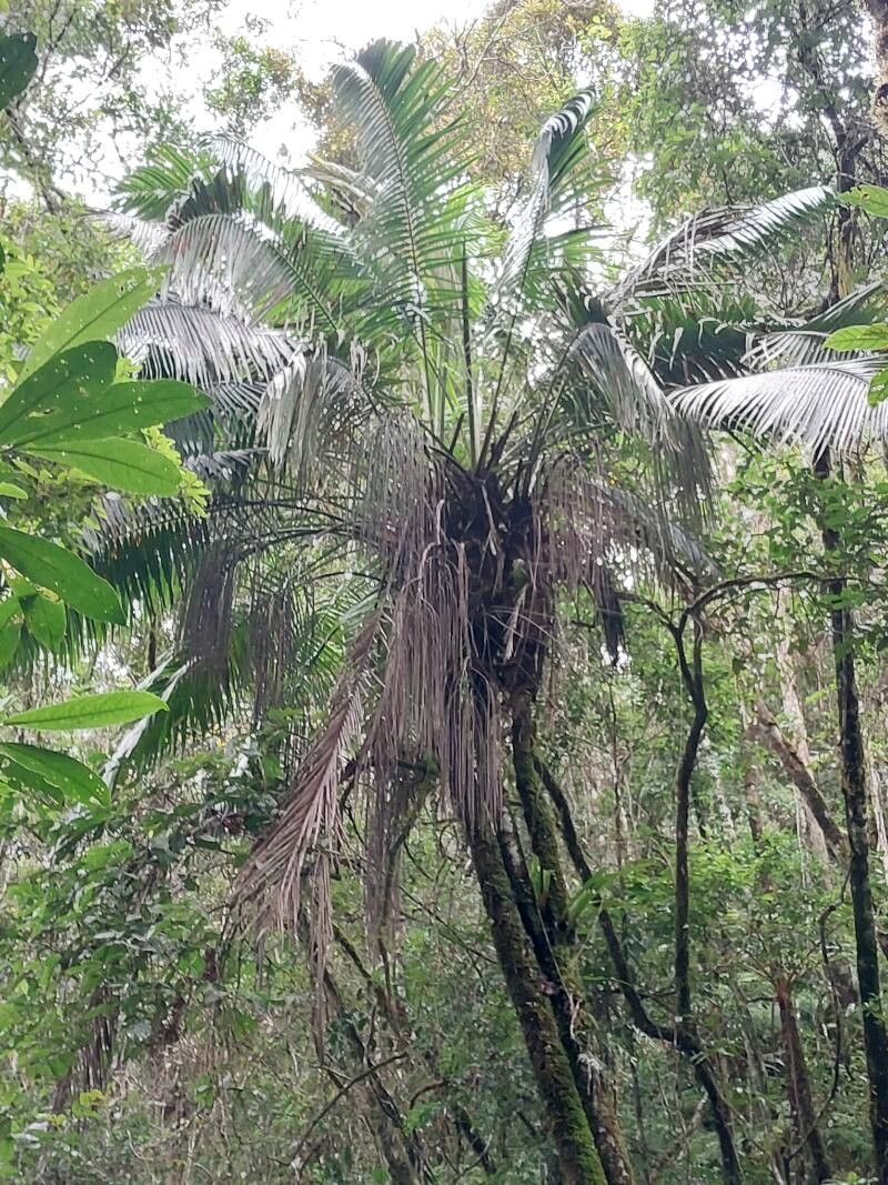 Dypsis utilis flower
