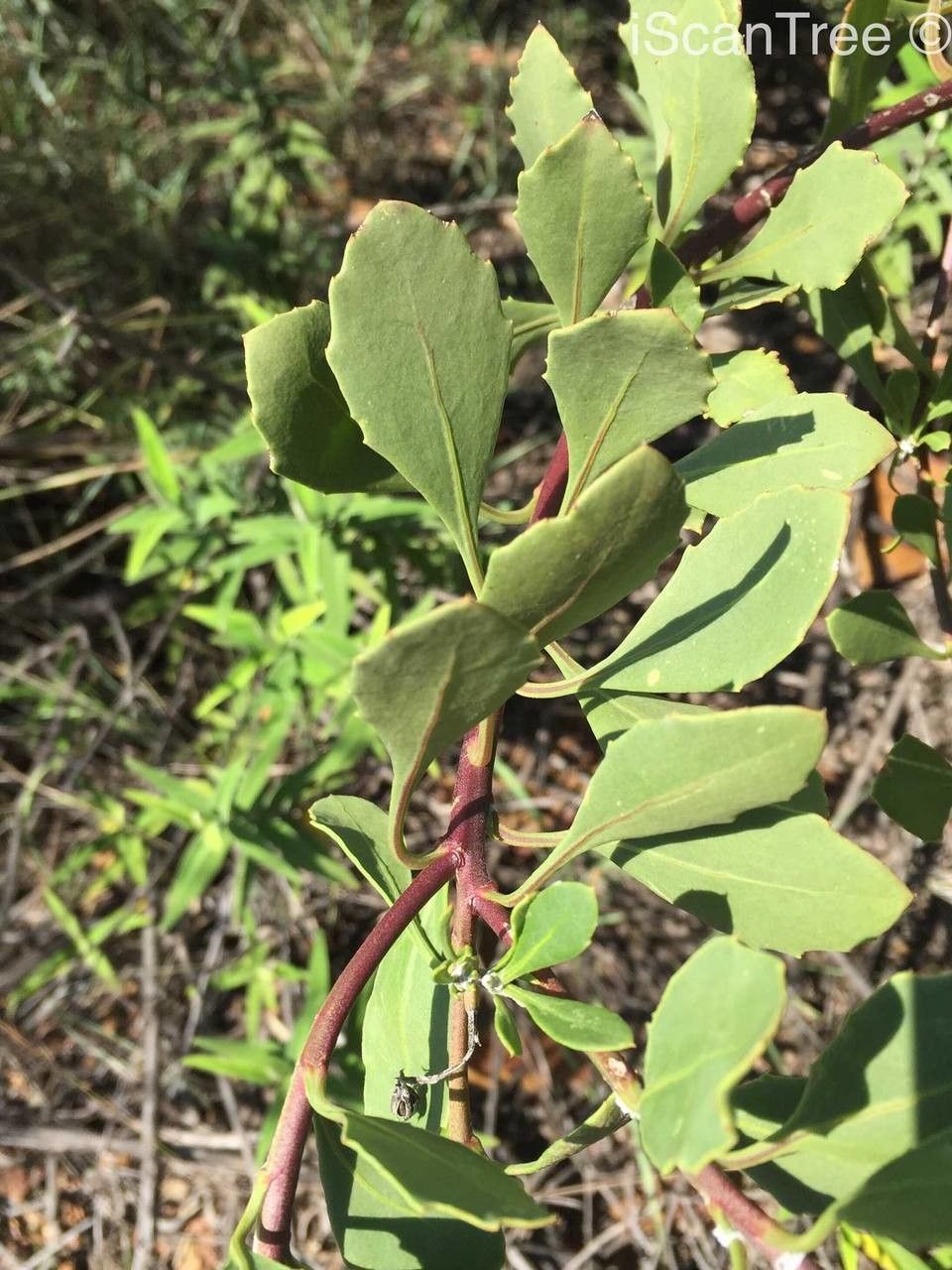 Maytenus albata habit