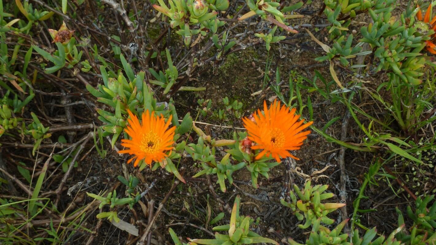 Lampranthus aurantiacus flower