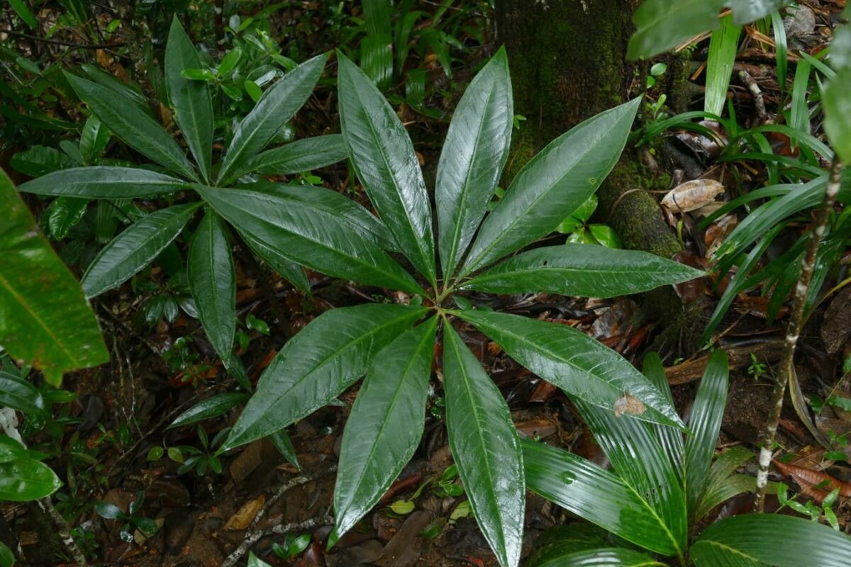 Protarum sechellarum — houseplant care guide