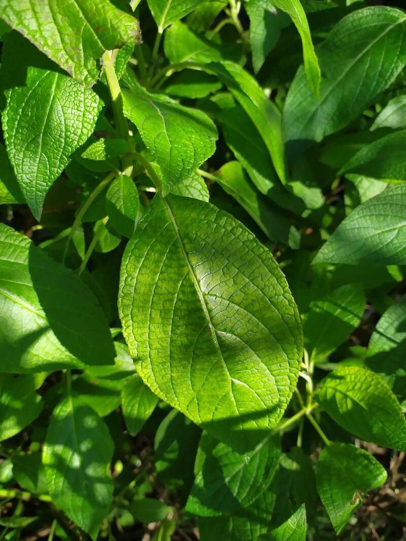 Salvia tortuosa — houseplant care guide