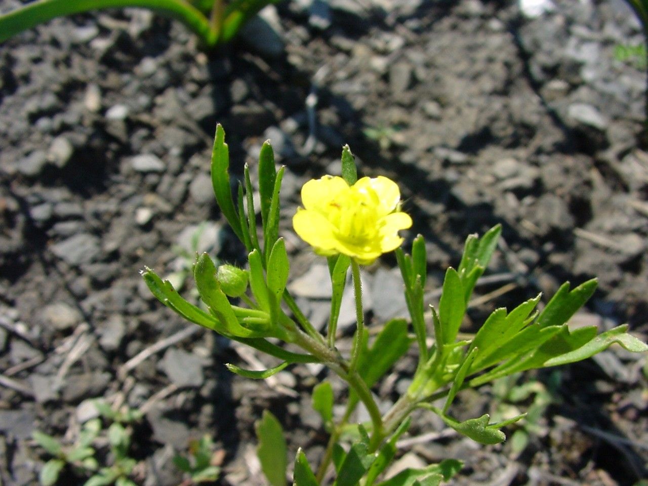 Achillea falcata flower