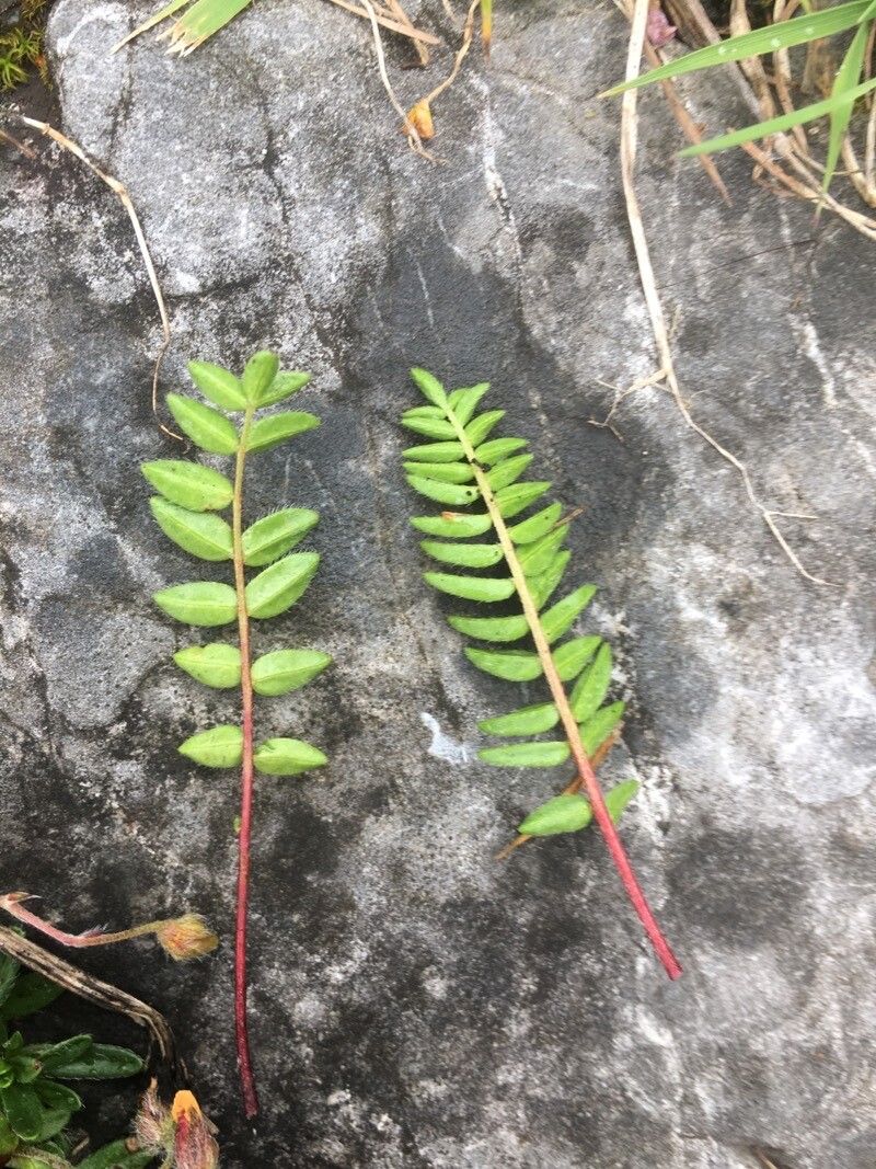Oxytropis montana leaf