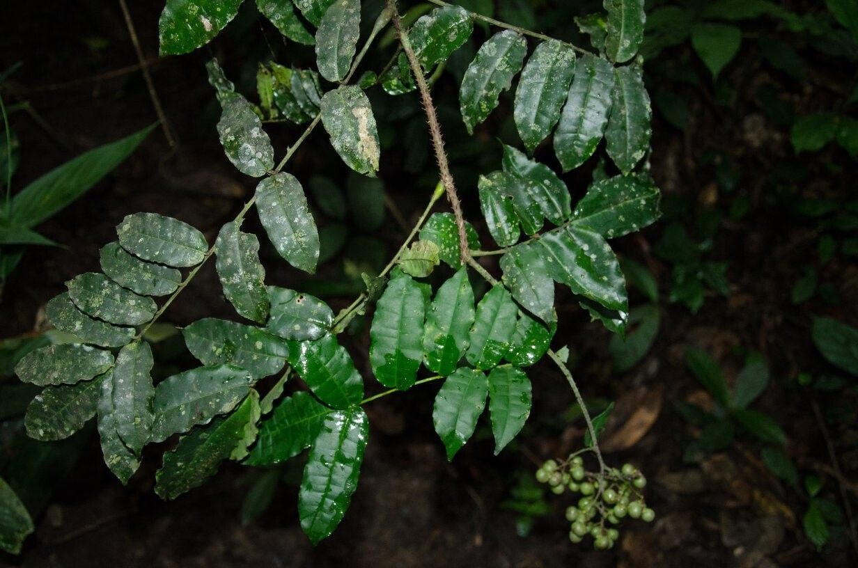 Zanthoxylum poggei — houseplant care guide