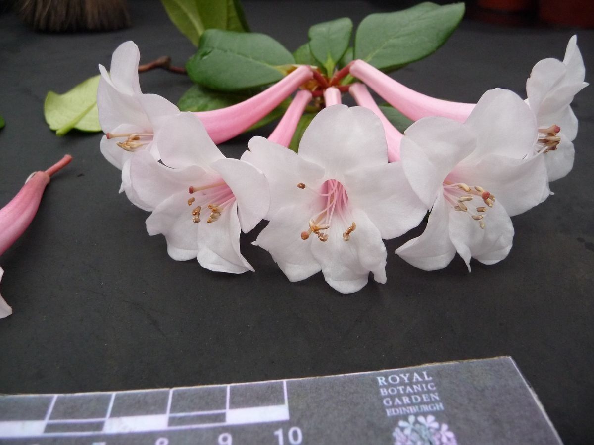 Rhododendron armitii flower