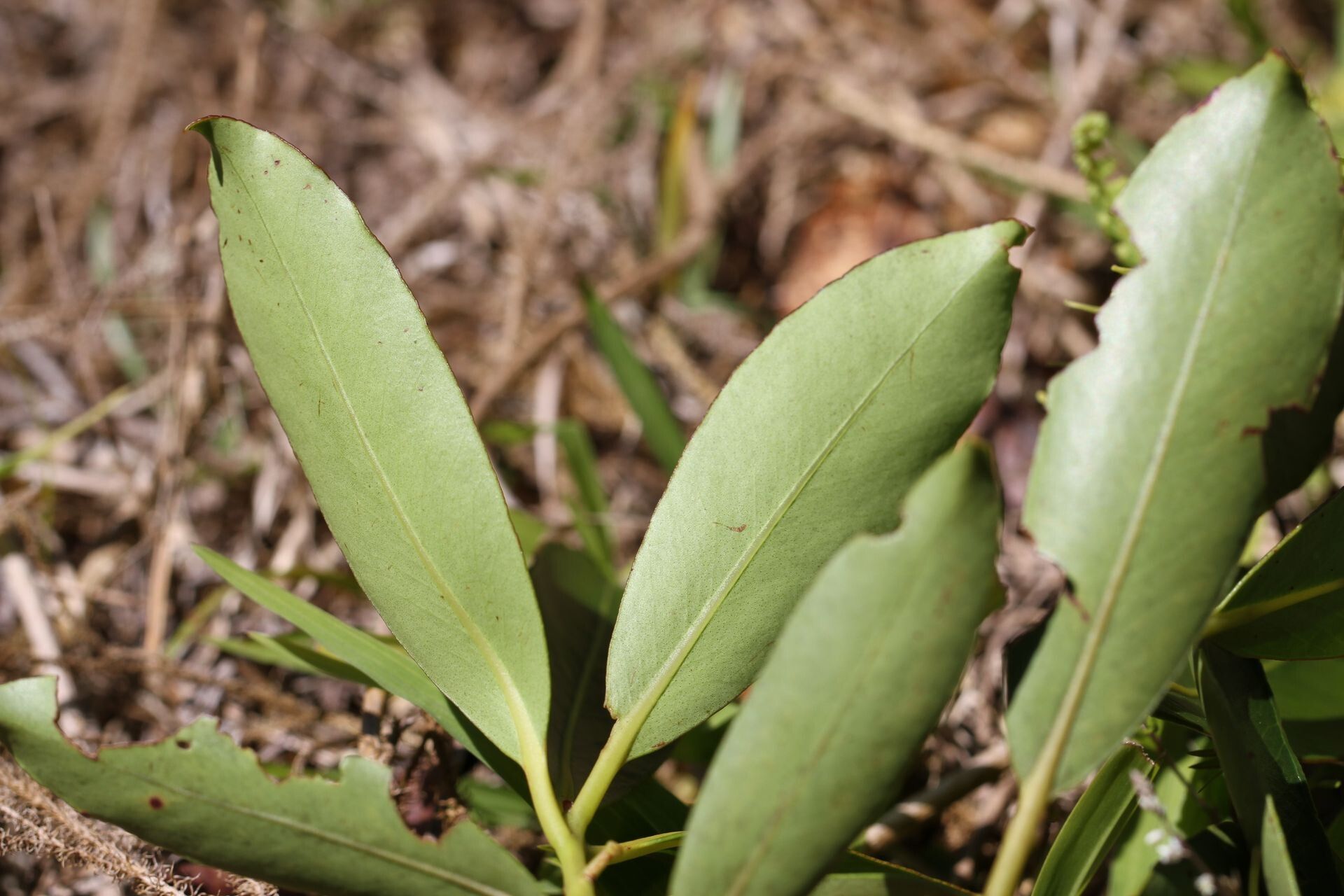 Metrosideros tardiflora — search result for 'Metrosideros'