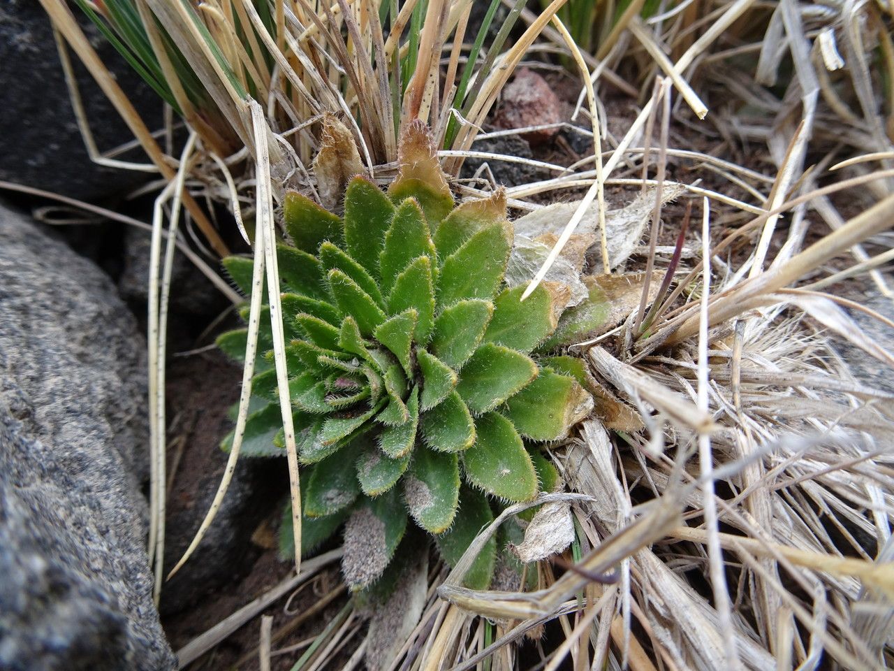 Draba jorullensis leaf