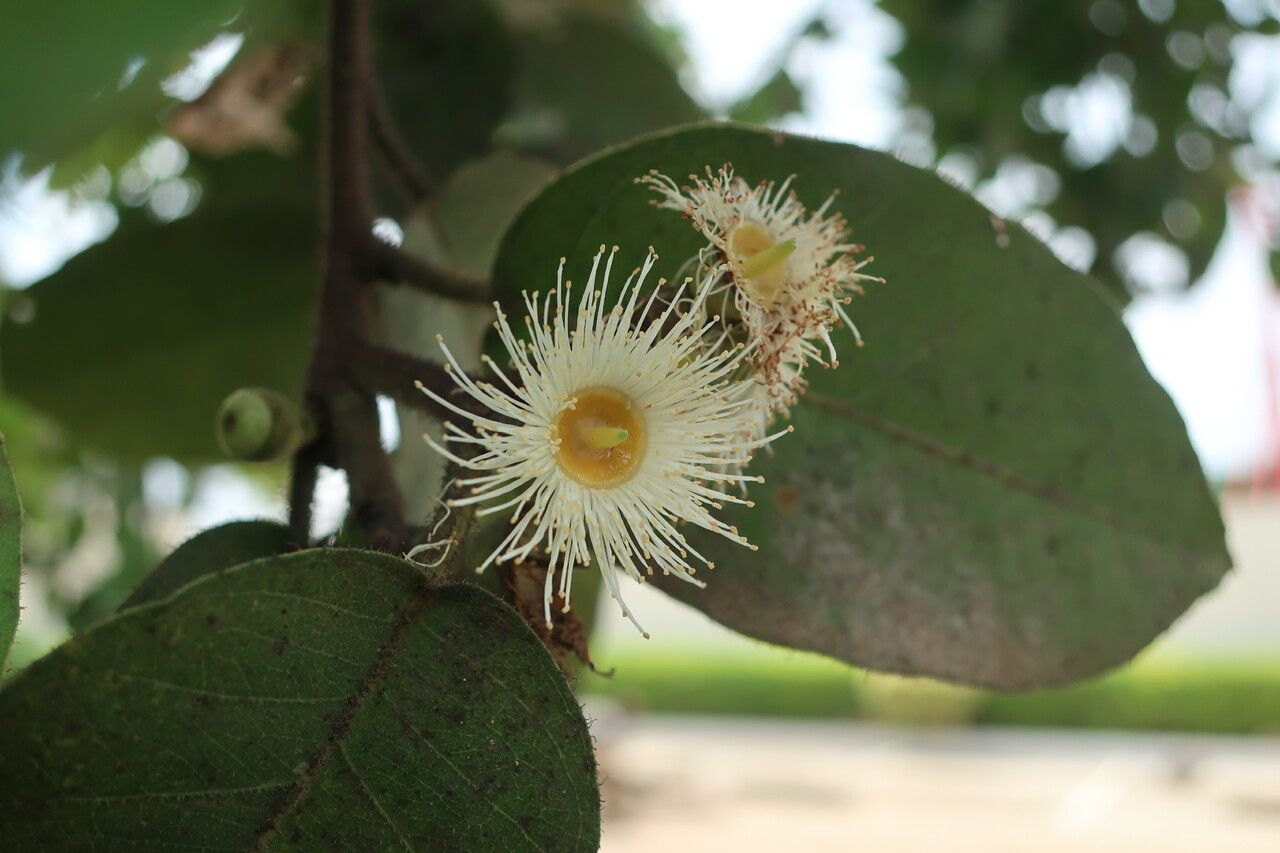 Corymbia torelliana flower