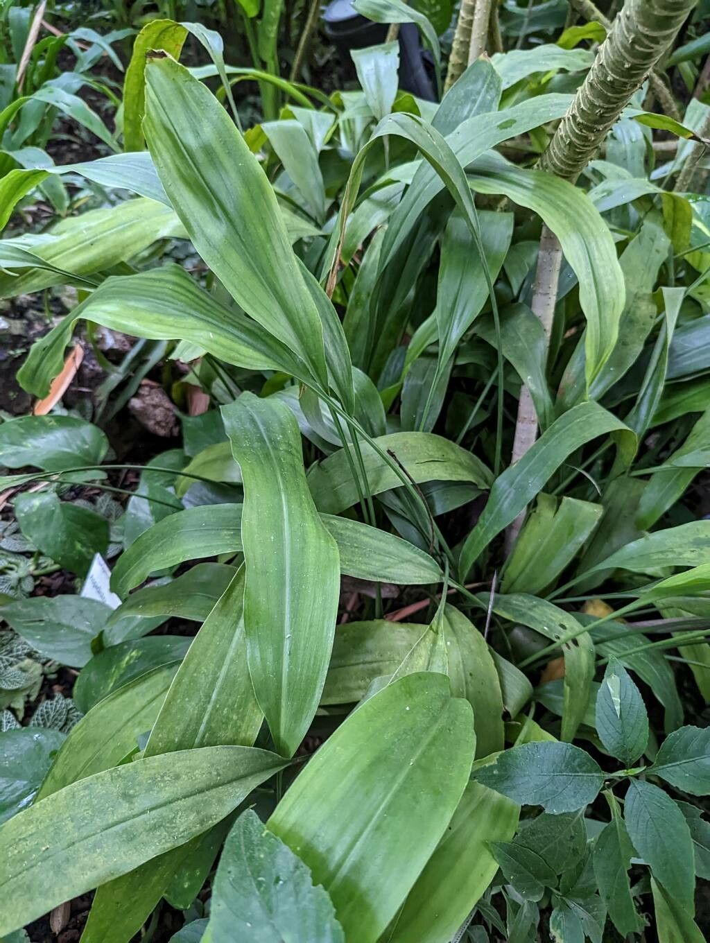 Aspidistra subrotata leaf