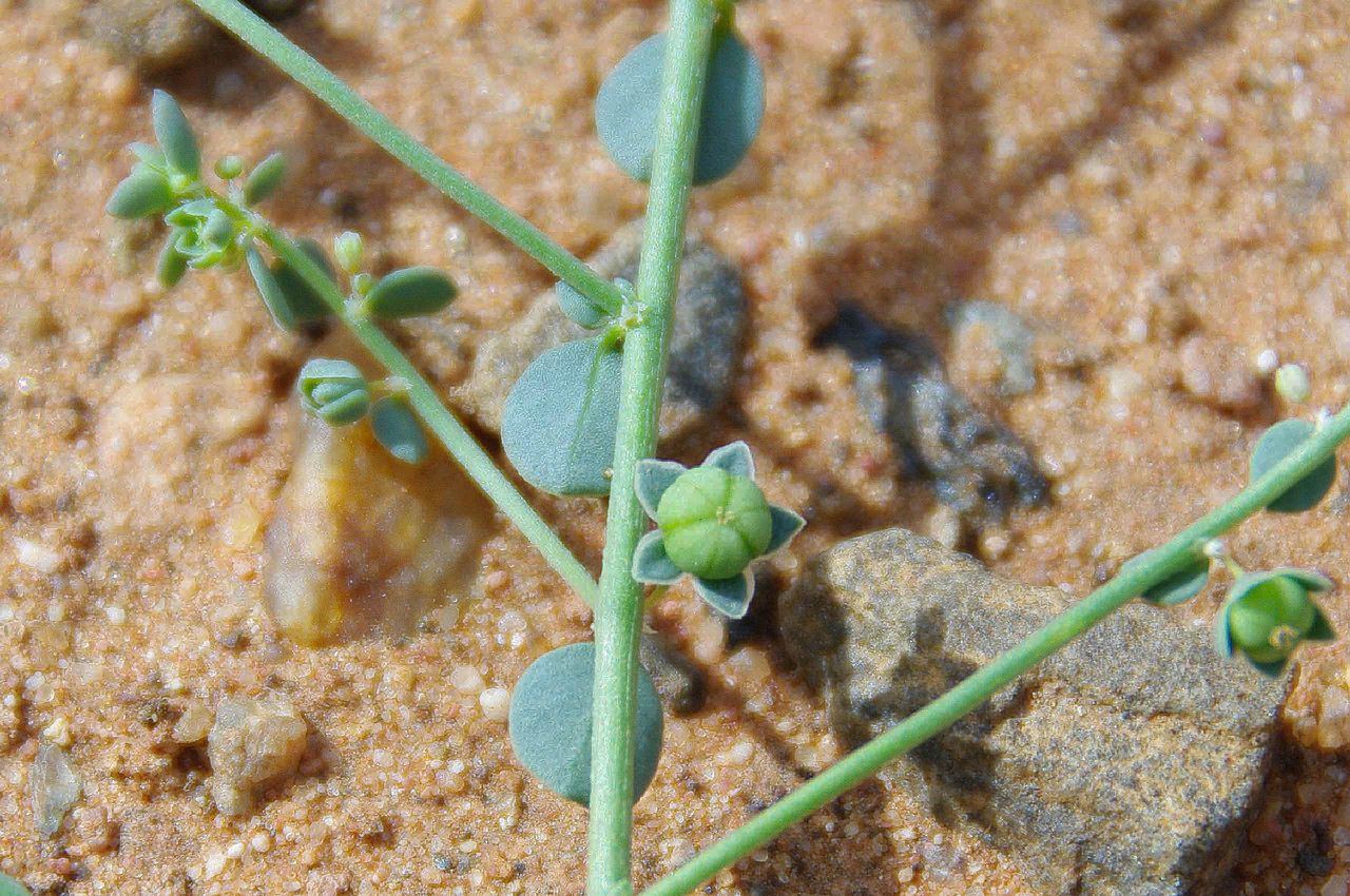 Andrachne telephioides fruit