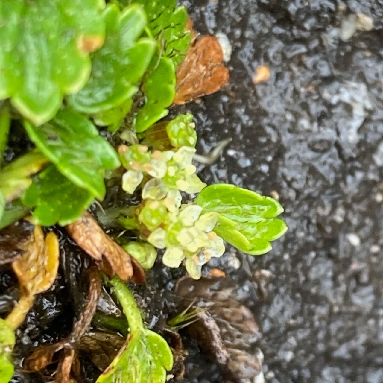 Azorella crenata flower